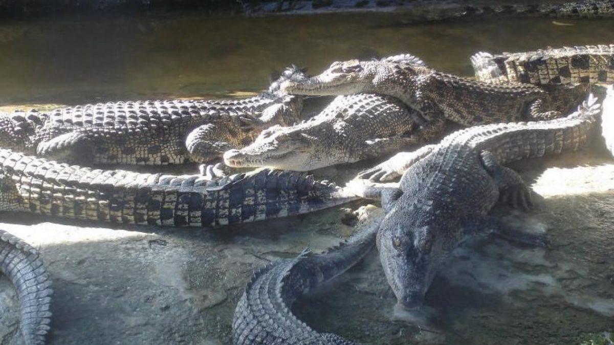 wisata fauna