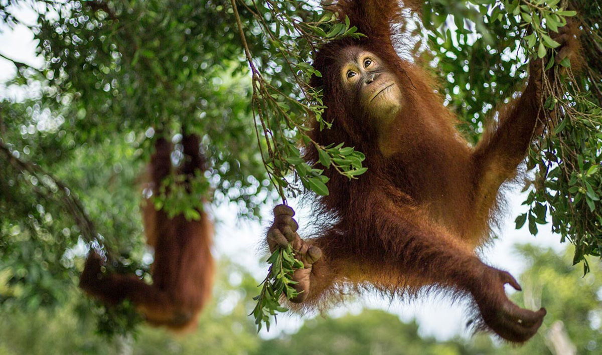 wisata fauna