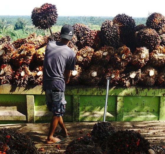Harga TBS Kaltim