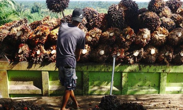 Harga TBS Kaltim