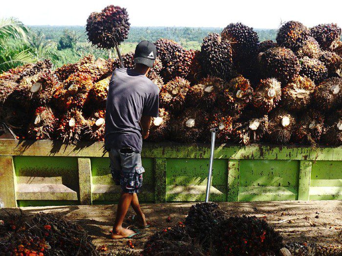 Harga TBS Kaltim