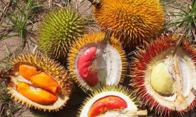 kalimantan