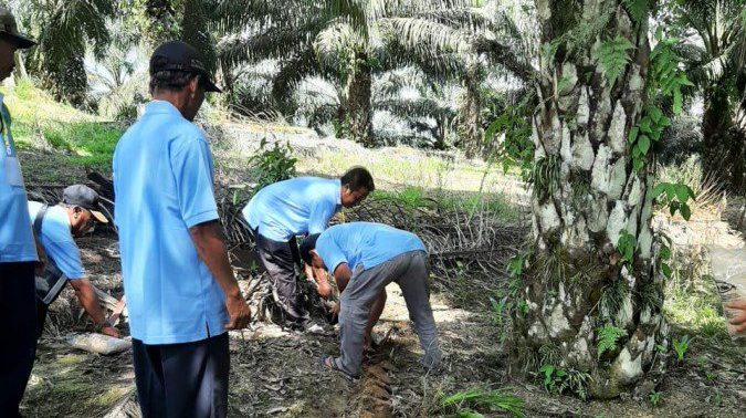 Petani Perkebunan Diminta Pakai Agens Hayati sebagai Pengendali Hama Ramah Lingkungan
