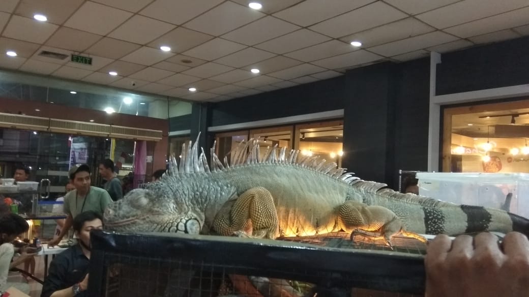 Mengenal Komunitas Samarinda Reptil: Hapus Stigma Menjijikkan dan Menakutkan