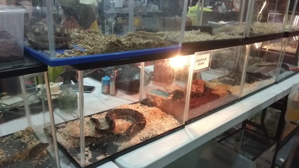Mengenal Komunitas Samarinda Reptil: Hapus Stigma Menjijikkan dan Menakutkan