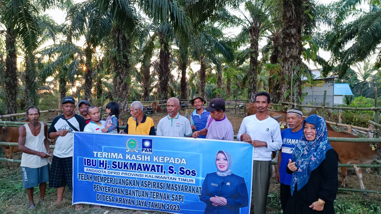 bantuan sapi sukmawati