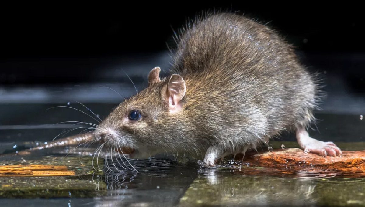 leptospirosis