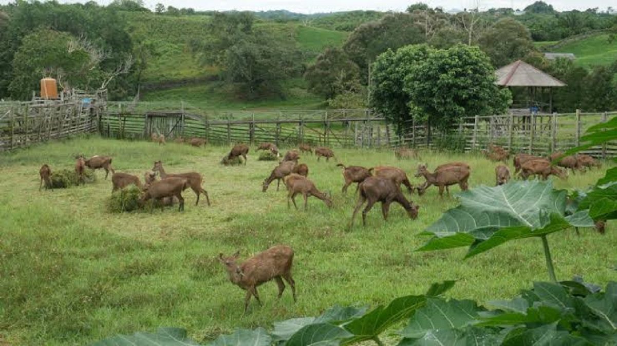 rusa sambar